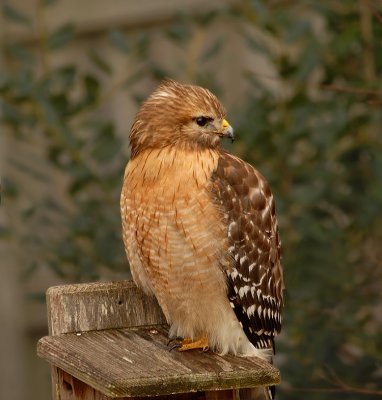 Red-shouldered Hawk Eastern Population; Mature Adult