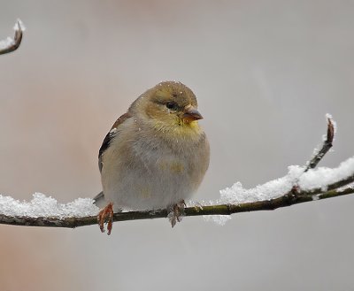 American Goldfinch (Adult)
