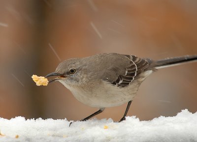 Northern Mockingbird