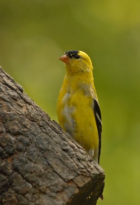 American Goldfinch (Adult breeding Male)