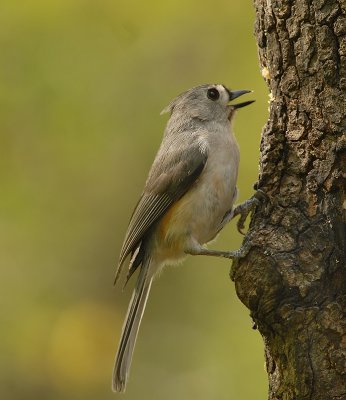 Tufted Titmouse