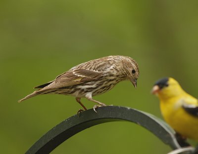 Adult Female