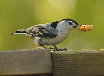 White-breasted Nuthatch (Juvenile)