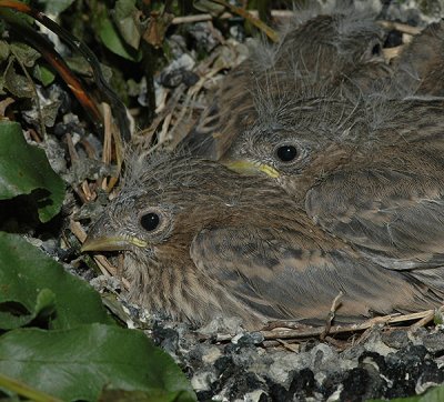 House Finch Nestlings