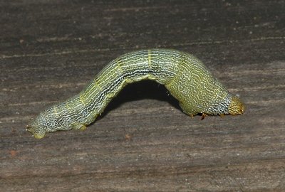 Tulip Tree Beauty Moth Caterpillar (6599)