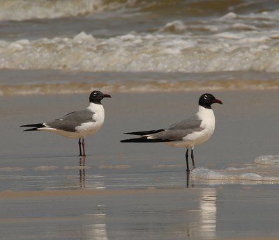 Laughing Gulls (Breeding Adults)