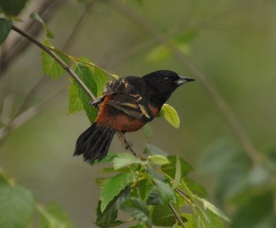 Orchard Oriole