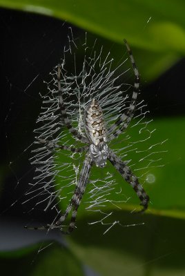 Immature, dorsal