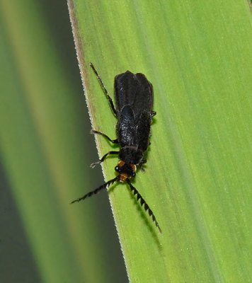 Soldier Beetle