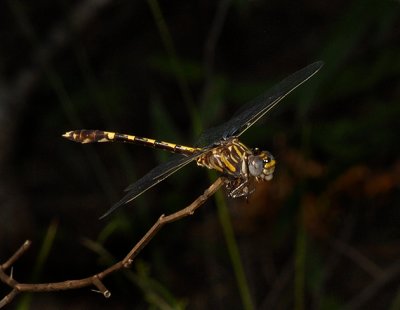 Common Sanddragon