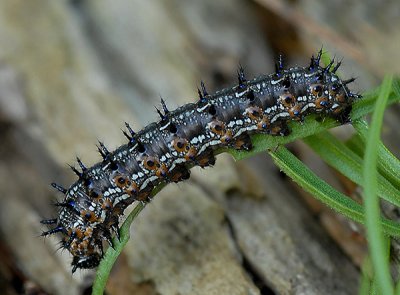 Unidentified Caterpillar