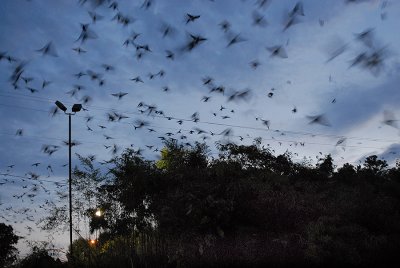 Roosting Site