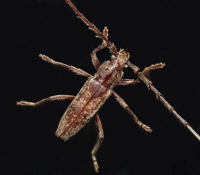 Spined Oak Borer