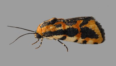 Common Spragueia Moth (9127)