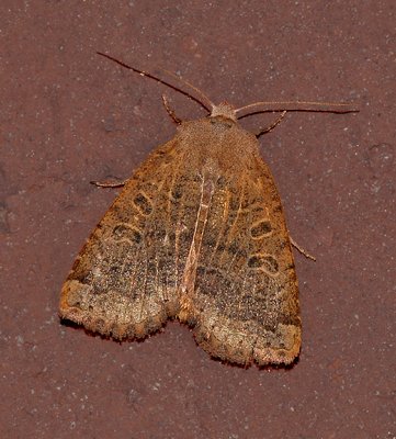Variable Sallow Moth (9941)