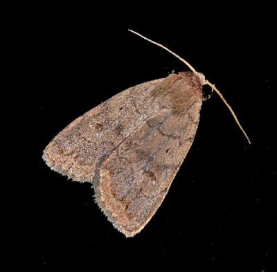 The Slowpoke Moth (9650)