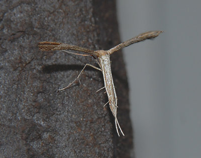 Ambrosia Plume Moth (6160)