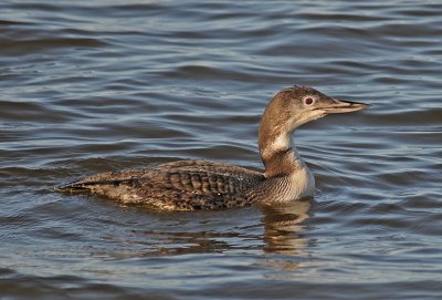 Common Loon