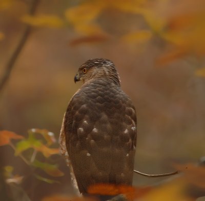 Juvenile