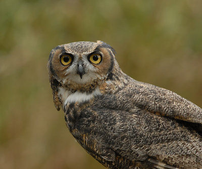 Great Horned Owl (Captive)