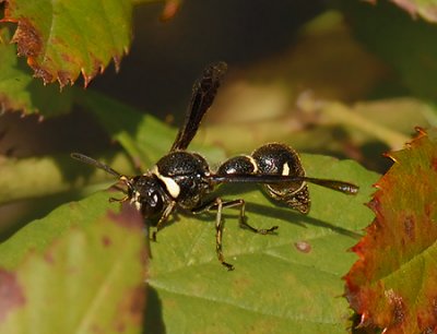 Potter Wasp