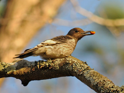 Red-headed Woodpecker