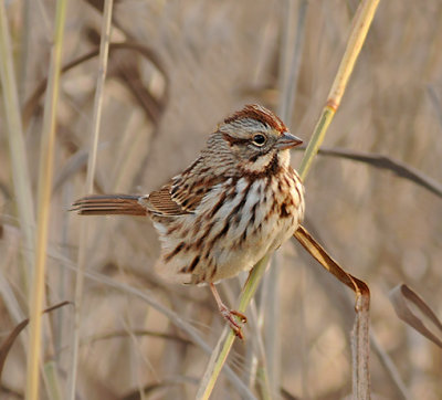 Song Sparrow