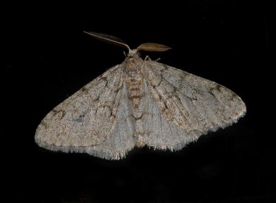 Small Phigalia Moth (6660)