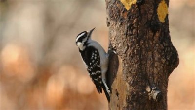 Downy Woodpecker Female Video