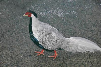 Silver Pheasant