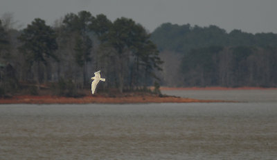 Ivory Gull