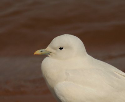 Ivory Gull