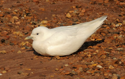 Ivory Gull