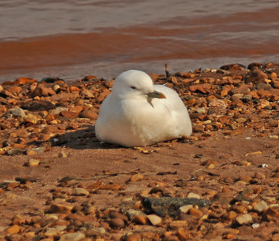 Ivory Gull