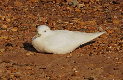 Ivory Gull