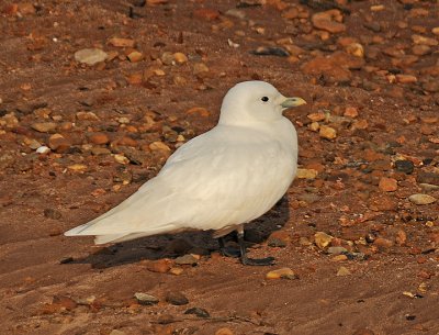 Ivory Gull