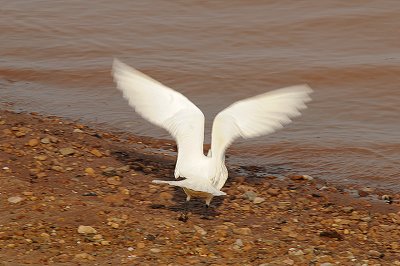 Ivory Gull