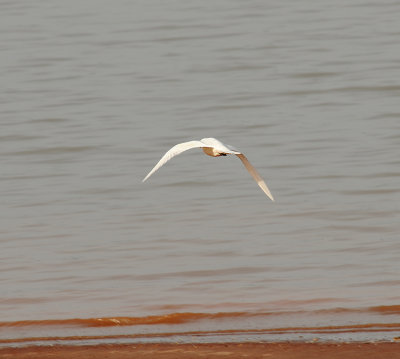 Ivory Gull