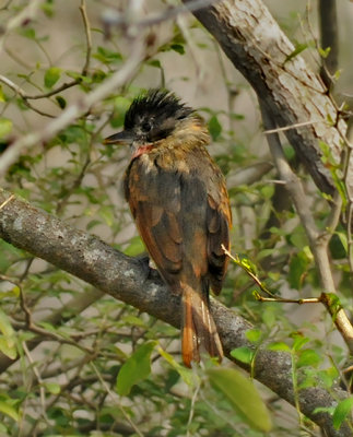 Rose-throated Becard