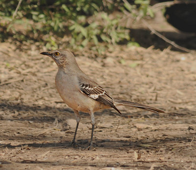 Northern Mockingbird