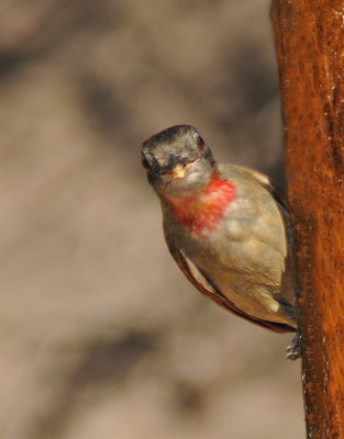 Rose-throated Becard