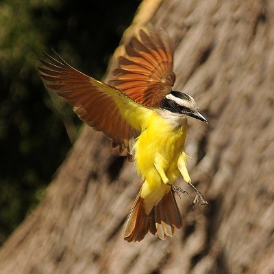 Great Kiskadee