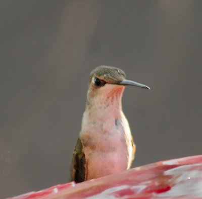 Black-chinned Hummingbird 