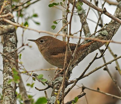 House Wren (Brown-throated) Population