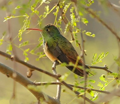 Buff-bellied Hummingbird