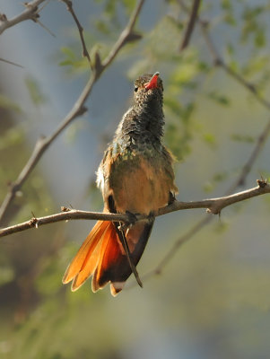 Buff-bellied Hummingbird