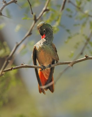 Buff-bellied Hummingbird