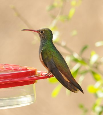 Buff-bellied Hummingbird