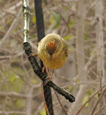 Adult with orange-crown patch