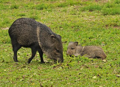 Javelina (Collared Peccary)